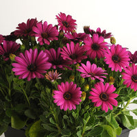 Woolley Moor Nurseries Osteospermum Upright "Purple"- 9cm - Woolley Moor Nurseries