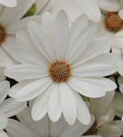 Woolley Moor Nurseries Osteospermum Upright "Akila Daisy White"- 9cm - Woolley Moor Nurseries