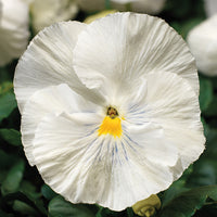 Woolley Moor Nurseries Bedding Pansy "White" - 6 Pack - Woolley Moor Nurseries