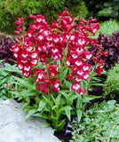 Woolley Moor Nurseries Penstemon Arabesque "Red" - 3Ltr - Woolley Moor Nurseries