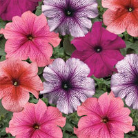 Woolley Moor Nurseries Bedding Petunia "Veined Mix" - 6 Pack - Woolley Moor Nurseries