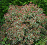 Woolley Moor Nurseries Pieris Japonica "Little Heath" - 2 Litre - Woolley Moor Nurseries