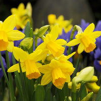 Woolley Moor Nurseries Miniature Daffodil "Tete-a-Tete" - 10 Pack - Woolley Moor Nurseries