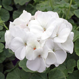 Woolley Moor Nurseries Bedding Geranium "White" - 6 Pack - Woolley Moor Nurseries