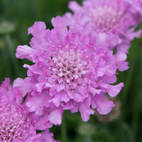 Woolley Moor Nurseries Scabiosa "Flutter Rose Pink" - 3Ltr - Woolley Moor Nurseries