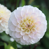 Woolley Moor Nurseries Dahlia "White Improved" - 12cm - Woolley Moor Nurseries