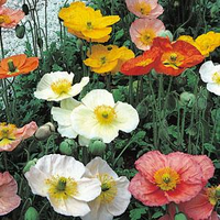 Woolley Moor Nurseries Papaver (Poppy) Mix - 9cm Pot x 3 Plants - Woolley Moor Nurseries