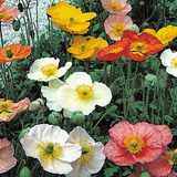 Woolley Moor Nurseries Papaver (Poppy) Mix - 9cm Pot - Woolley Moor Nurseries