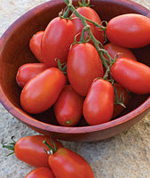 Woolley Moor Nurseries Tomato "Roma" - 9cm - Woolley Moor Nurseries