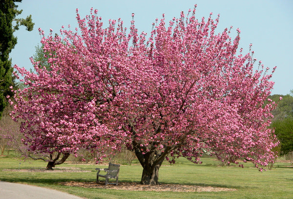 Woolley Moor Nurseries Prunus Serrulata "Kanzan" - 80cm - 5Ltr (Cherry Blossom) - Woolley Moor Nurseries