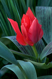 Woolley Moor Nurseries Tulip "Red Riding Hood" - 10 Pack - Woolley Moor Nurseries