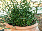 Woolley Moor Nurseries Juncus "Spiralis" - 2.5Ltr - Woolley Moor Nurseries