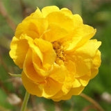 Woolley Moor Nurseries Geum Sunrise "Sunrise" - 3Ltr - Woolley Moor Nurseries