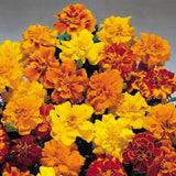 Woolley Moor Nurseries Bedding French Marigold "Mixed" - 6 Pack - Woolley Moor Nurseries