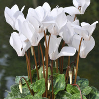 Woolley Moor Nurseries Mini Patio Cyclamen (Upright) "White" - 9cm - Woolley Moor Nurseries