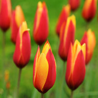 Woolley Moor Nurseries Tulip "Chrysantha" - 10 Pack - Woolley Moor Nurseries