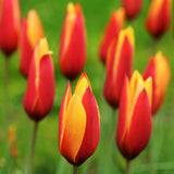 Woolley Moor Nurseries Tulip "Chrysantha" - 10 Pack - Woolley Moor Nurseries