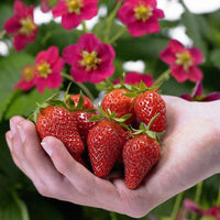 16+ Ruby Ann Strawberry Plants