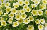 Woolley Moor Nurseries Petunia Surfinia "Victorian Yellow" x 3 Plants - Woolley Moor Nurseries