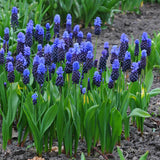 Woolley Moor Nurseries Muscari "Latifolium" (Broad-Leaf Grape Hyacinth) - Woolley Moor Nurseries