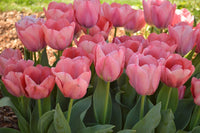 Woolley Moor Nurseries Tulip "Toronto" - 10 Pack - Woolley Moor Nurseries