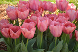 Woolley Moor Nurseries Tulip "Toronto" - 10 Pack - Woolley Moor Nurseries