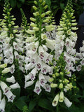 Woolley Moor Nurseries Digitalis Purpurea "F1 Dalmatian White" - 3Ltr - Woolley Moor Nurseries