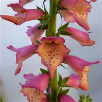 Woolley Moor Nurseries Digitalis Foxlight "Rose Ivory" - 3Ltr - Woolley Moor Nurseries