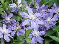 Woolley Moor Nurseries Clematis "Arabella" - 3.5Litre - Woolley Moor Nurseries