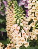 Woolley Moor Nurseries Digitalis Purpurea "F1 Dalmatian Peach" - 3Ltr - Woolley Moor Nurseries