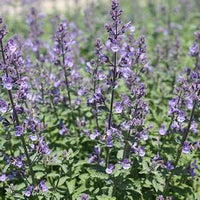 Woolley Moor Nurseries Nepeta "Junior Walker" - 3 Litre - Woolley Moor Nurseries