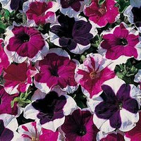 Woolley Moor Nurseries Bedding Petunia "Ice Mix" - 6 Pack - Woolley Moor Nurseries