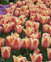 Woolley Moor Nurseries Tulip "Apricot Foxx" - 10 Pack - Woolley Moor Nurseries