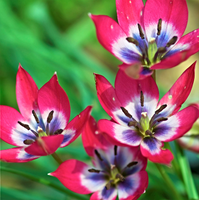 Woolley Moor Nurseries Tulip "Little Beauty" - 10 Pack - Woolley Moor Nurseries