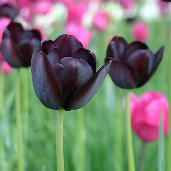 Woolley Moor Nurseries Tulip "Queen Of Night" - 10 Pack - Woolley Moor Nurseries