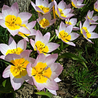 Woolley Moor Nurseries Tulip "Saxatilis" - 10 Pack - Woolley Moor Nurseries