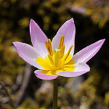 Woolley Moor Nurseries Tulip "Saxatilis" - 10 Pack - Woolley Moor Nurseries