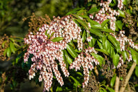 Woolley Moor Nurseries Pieris Japonica "Valley Rose" - 2 Litre - Woolley Moor Nurseries