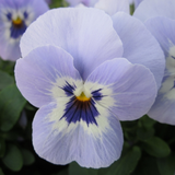 Woolley Moor Nurseries Bedding Viola "Marina" - 6 Pack - Woolley Moor Nurseries