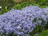 Woolley Moor Nurseries Phlox "Divaricata Clouds Of Perfume" - 3 Litre - Woolley Moor Nurseries