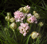 Woolley Moor Nurseries Armeria "Pink" - 9cm Pot x 3 Plants - Woolley Moor Nurseries