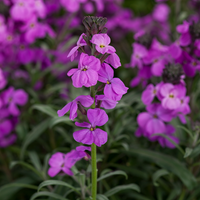 Woolley Moor Nurseries Erysimum "Mauve" - 9cm Pot - Woolley Moor Nurseries