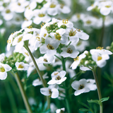 Woolley Moor Nurseries Pritzelago Alpina "Icecube" - 9cm Pot - Woolley Moor Nurseries