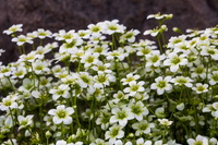 Woolley Moor Nurseries Saxifraga "White" - 9cm Pot - Woolley Moor Nurseries