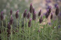 Woolley Moor Nurseries Lavendula Stoechas (French Lavender) "Blue" - 9cm Pot x 3 Plants - Woolley Moor Nurseries