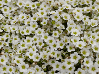 Woolley Moor Nurseries Saxifraga "White" - 9cm Pot x 3 Plants - Woolley Moor Nurseries