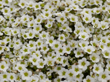 Woolley Moor Nurseries Saxifraga "White" - 9cm Pot - Woolley Moor Nurseries