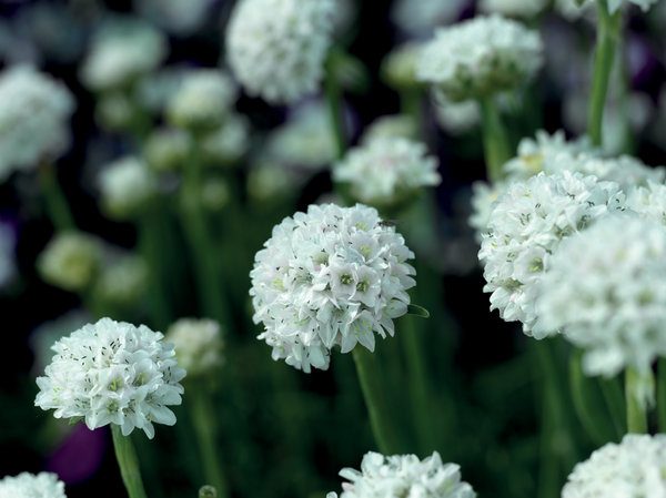 Armeria "White" - 9cm Pot  x 3 Plants