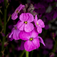 Woolley Moor Nurseries Erysimum "Mauve" - 9cm Pot - Woolley Moor Nurseries