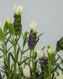 Woolley Moor Nurseries Lavendula Stoechas (French Lavender) "White" - 9cm Pot - Woolley Moor Nurseries